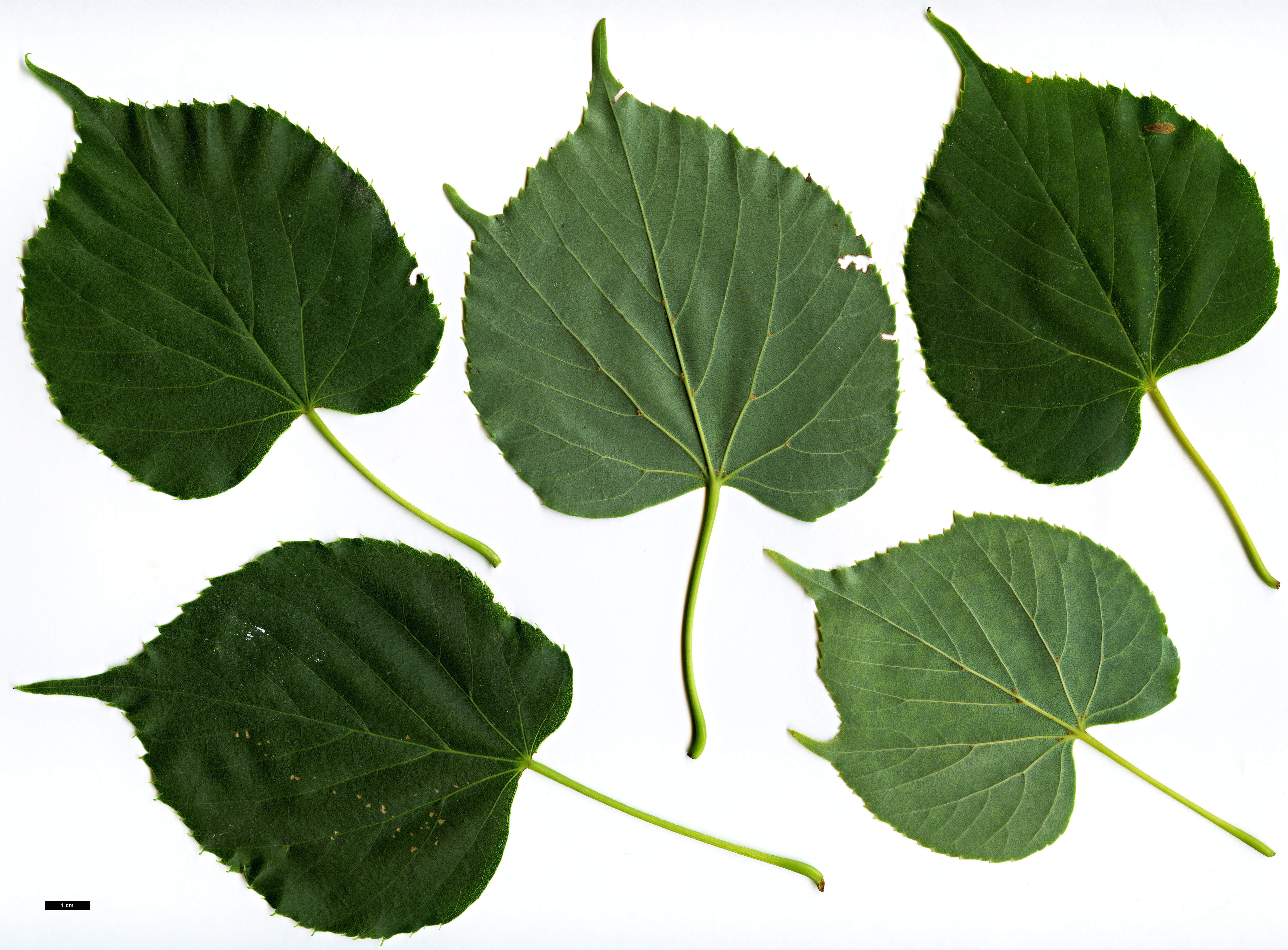 High resolution image: Family: Malvaceae - Genus: Tilia - Taxon: japonica - SpeciesSub: 'Ernest Wilson'